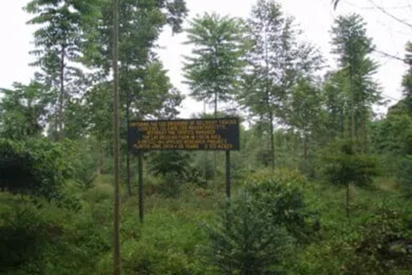 reforestation reforestation